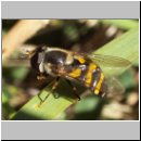 Didea fasciata - Gelbe Breitbauchschwebfliege w01.jpg